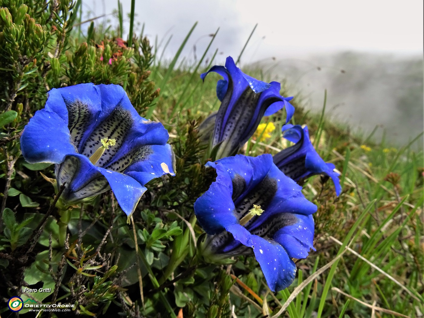 04 Gentiana clusii (Genziana di Clusius) .JPG